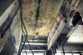 Forensic Mold Investigation in Phillipsburg, NJ